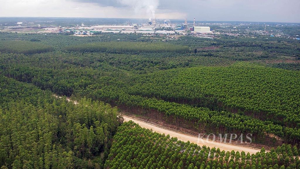 Hutan tanaman industri (HTI) yang menyuplai bahan baku kayu untuk pabrik Indah Kiat Pulp & Paper Perawang, di Siak, Riau, akhir Januari 2017.