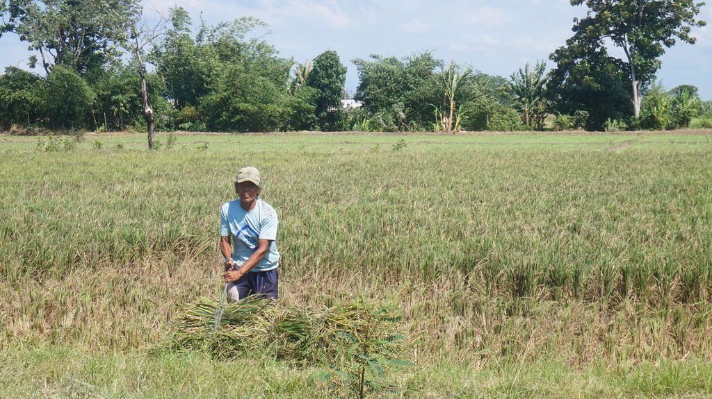 Seorang petani sedang mengikat jerami di sawah yang telah dipanen di Banyuwangi, Jawa Timur, Senin (30/5/2022). Produksi padi di Jawa Timur pada 2021 menurun dibandingkan dengan tahun 2020. Penurunan ini bisa terkait perubahan iklim, anomali cuaca, serangan hama, dan kesalahan dalam proses budidaya sehingga gagal panen.
