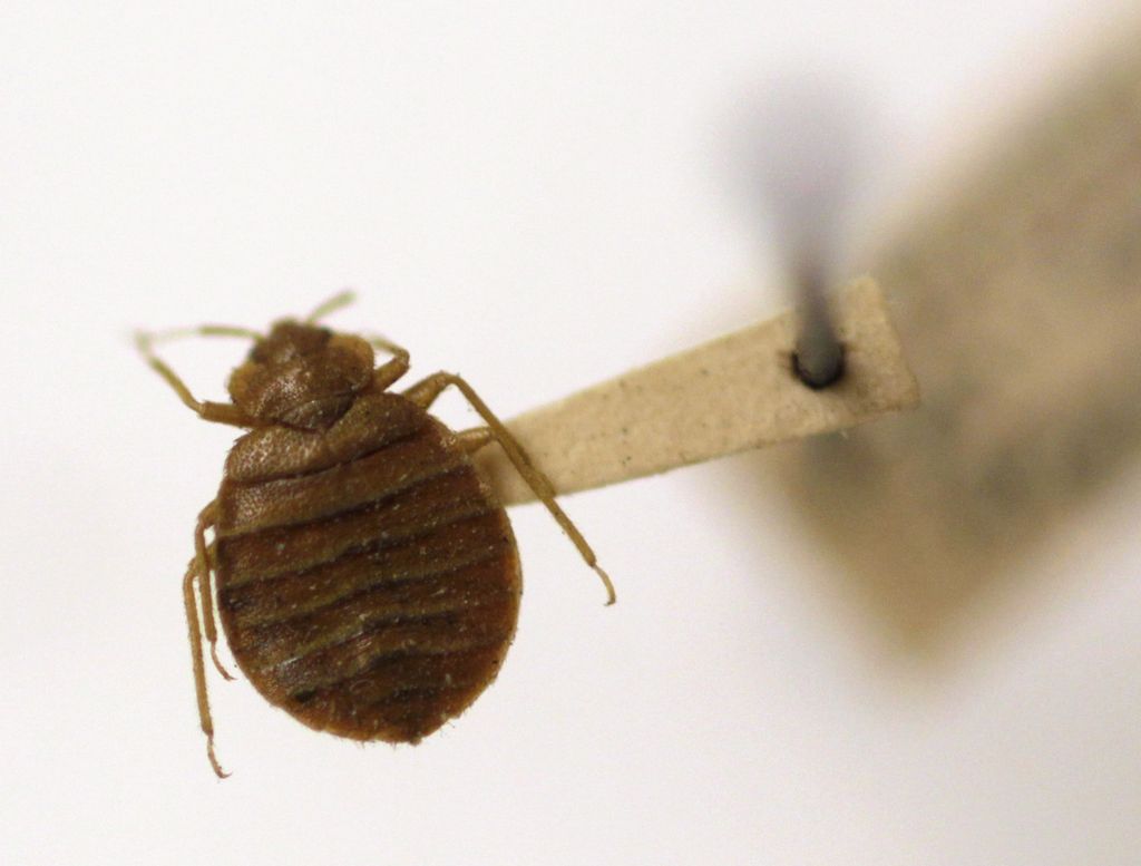 Kutu busuk atau <i>bedbug</i> di Museum Smithsonian di Washington, Amerika Serikat, 30 Maret 2011.