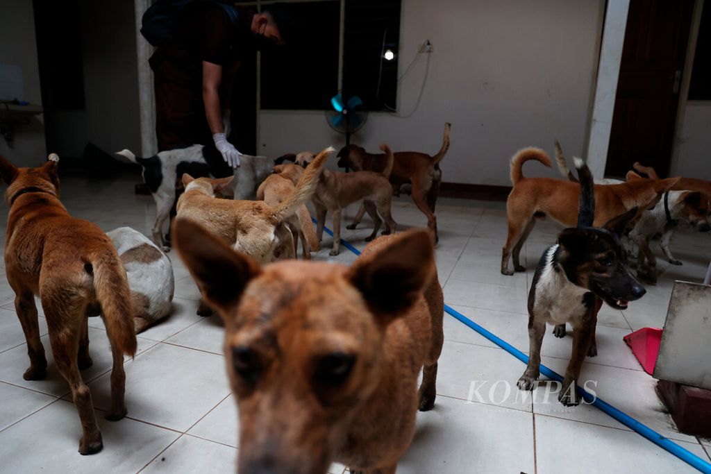 Kawanan anjing yang berhasil diselamatkan dari penjagalan untuk dikonsumsi di wilayah Solo Raya, Sabtu (6/1/2024).  