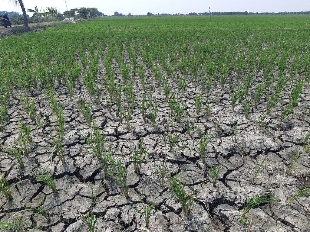 Potret tanah retak di sawah yang terdampak kekeringan di Desa Suranenggala, Kecamatan Suranenggala, Kabupaten Cirebon, Jawa Barat, Jumat (23/8/2024). 