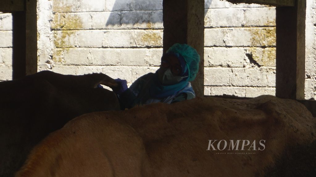 Petugas kesehatan hewan sedang mengecek kondisi ternak yang sakit di Kecamatan Mojosongo, Kabupaten Boyolali, Jateng, Jumat (13/5/2022).