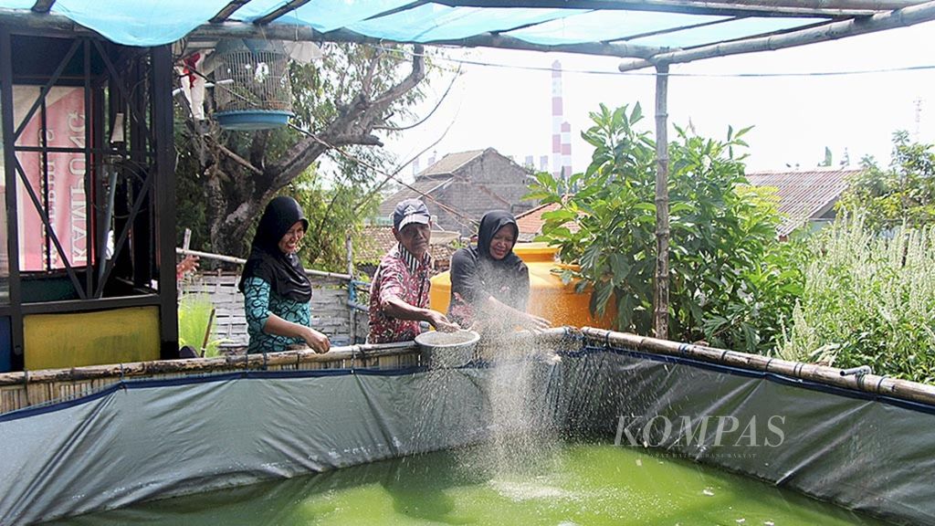 Warga memberi makan ikan lele di kolam budidaya Desa Sidorukun, Kecamatan Gresik, Kabupaten Gresik, Jawa Timur, Jumat (15/9/2017). Air yang digunakan untuk kolam lele berasal dari air limbah yang diolah melalui instalasi pengolahan air limbah. 