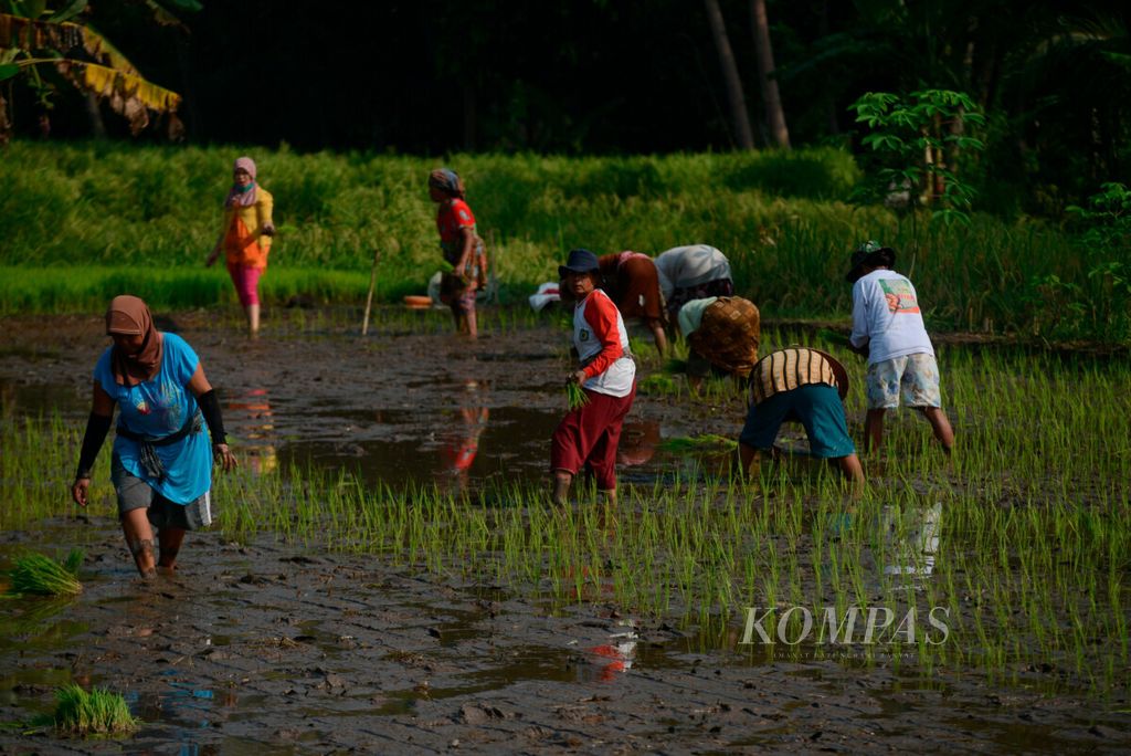 Buruh tani memulai aktivitas mereka dengan menanam bibit padi di Kecamatan Salam, Kabupaten Magelang, Jawa Tengah, Jumat (3/4/2020). Seluruh aktivitas pertanian di kawasan tersebut terus berjalan di tengah keadaan ancaman  virus SARS-CoV-2 penyebab wabah Covid-19.