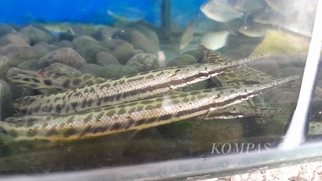 Ikan aligator berukuran kecil yang dipasarkan di salah satu pedagang ikan di Malang, Jawa Timur, ditempatkan bercampur dengan ikan lain, Kamis (12/9/2024).