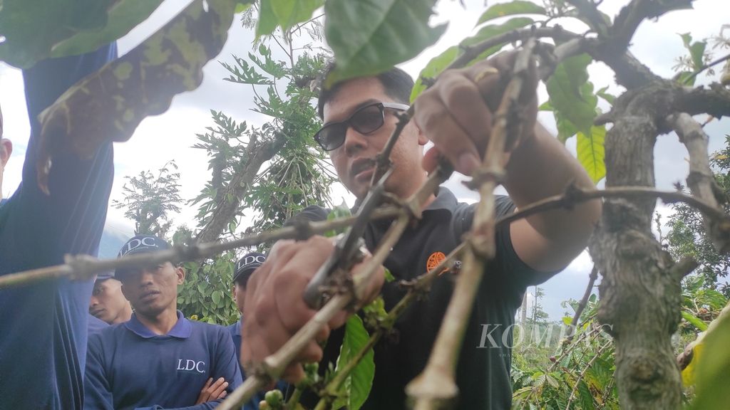 Agronomis LDC Indonesia, Gusti, menerangkan cara memangkas ranting tanaman kopi yang tepat untuk mempersiapkan panen kopi yang lebih baik untuk tahun selanjutnya, Rabu (2/8/2023), di Kelurahan Gunungsari, Kecamatan Ulu Belu, Kabupaten Tanggamus, Lampung.