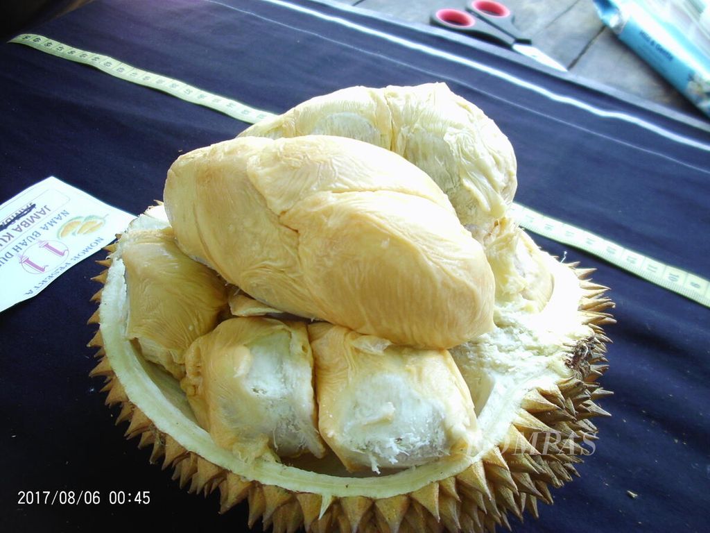 Salah satu durian yang mengikuti Festival Durian di Kecamatan Singkawang Timur, Kota Singkawang, Kalimantan Barat, Sabtu (25/9/2022).