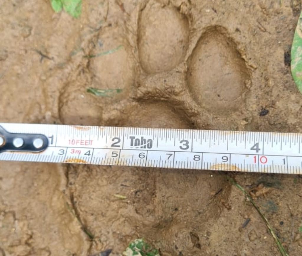 Jejak kaki harimau ditemukan oleh petugas pada 8 Maret 2024.