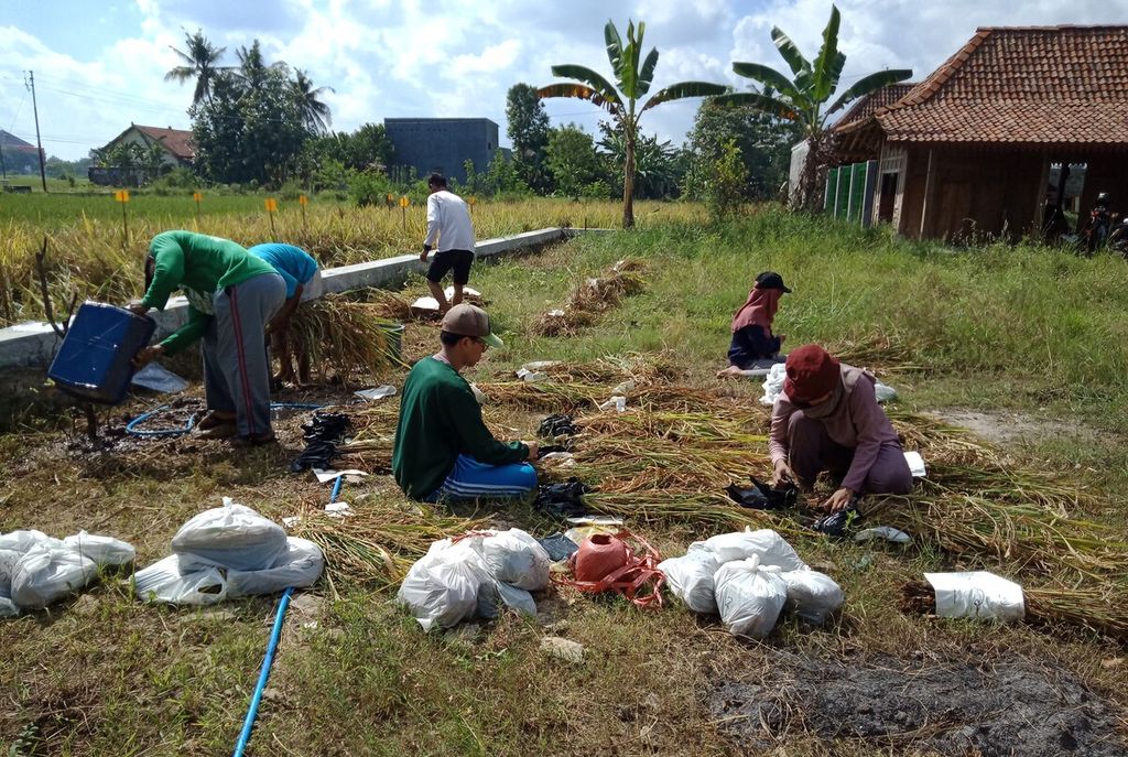 Balawara Andika (berkaus hijau, tengah) dari Universitas Jember sedang melihat akar padi yang menjadi bagian penelitian dosennya di Universitas Jember, Jawa Timur.