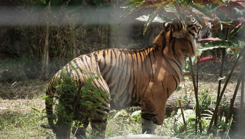 Kyai Batua, harimau jantan yang menjadi korban perburuan liar pada 2019, dirawat di Lembaga Konservasi Lembah Hijau, Kota Bandar Lampung, Lampung, Rabu (16/9/2020).