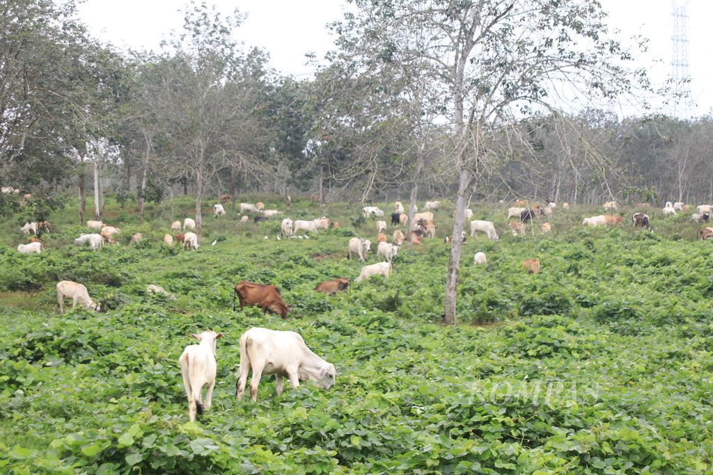 Ternak sapi digembalakan di perkebunan karet perusahaan di Kecamatan Tapian Dolok, Kabupaten Simalungun, Sumatera Utara, Selasa (14/11/2023). Integrasi peternakan dengan perkebunan menjadi solusi minimnya padang penggembalaan. Indonesia mempunyai 3,83 juta hektar kebun karet dan 16,8 juta hektar kebun sawit yang bisa diintegrasikan menjadi padang penggembalaan ternak.