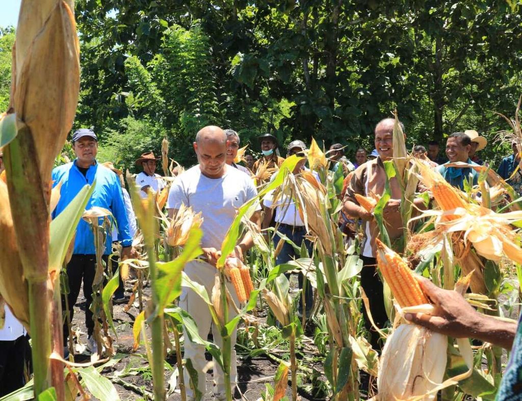 Gubernur NTT Viktor Laiskodat memanen jagung perdana atau panen raya di Desa Oekam, Kecamatan Amabi Oefeto, Kabupaten Kupang, NTT, Jumat (3/4/2020). Lahan jagung seluas 60 hektar itu milik 30 anggota kelompok tani "Fajar Pagi".