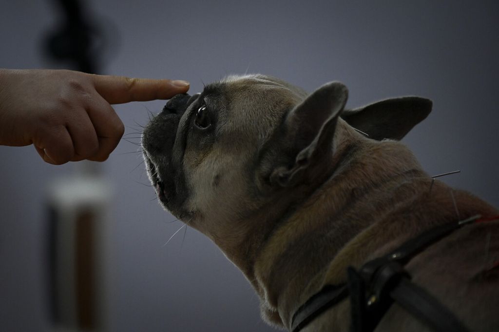 Seekor anjing berinteraksi dengan pemiliknya saat perawatan akupunktur di sebuah klinik hewan di Beijing, China, Selasa (12/4/2022). 