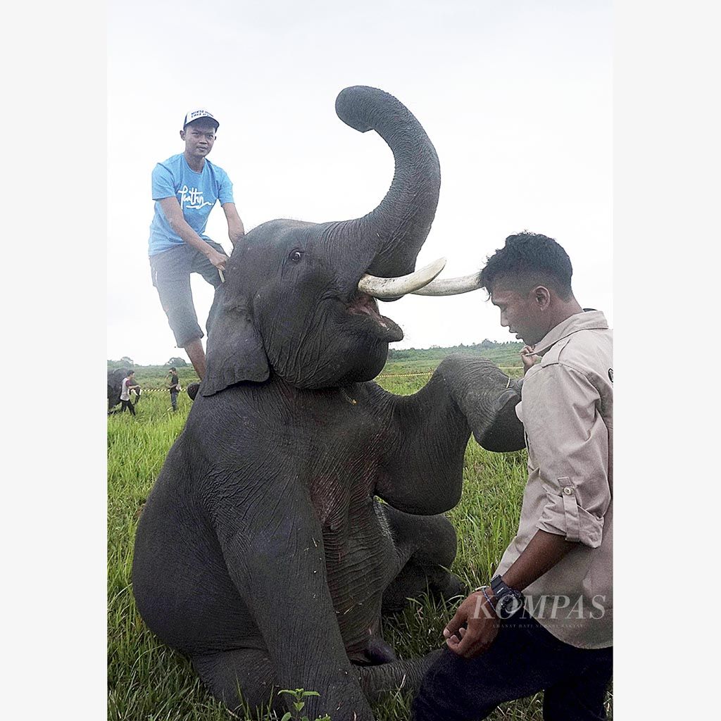Seekor gajah jinak menunjukkan atraksi di depan pengunjung di dalam kawasan Taman Nasional Way Kambas, Kabupaten Lampung Timur,  Lampung, Sabtu (11/11). Selama Januari-Oktober 2017, jumlah wisatawan  berkunjung ke TNWK sebanyak 61.909 orang. Jumlah itu meningkat hampir dua kali lipat dari jumlah kunjungan wisatawan tahun sebelumnya, yakni 35.989 orang.