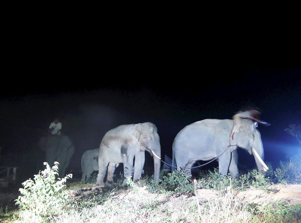 Setelah menjalani translokasi selama 36 jam, seekor gajah liar dari ekosistem Bukit Tigapuluh, Kabupaten Tebo, tiba di habitat barunya di Hutan Harapan, Kabupaten Sarolangun, Jambi, Sabtu (6/10/2018) dini hari. Penggiringan gajah liar itu dibantu tiga gajah terlatih yang didatangkan dari Pusat Pelatihan Gajah Minas, Riau. Translokasi itu menjadi bagian penyelamatan gajah tersisa dari ancaman konflik dan kepunahan.