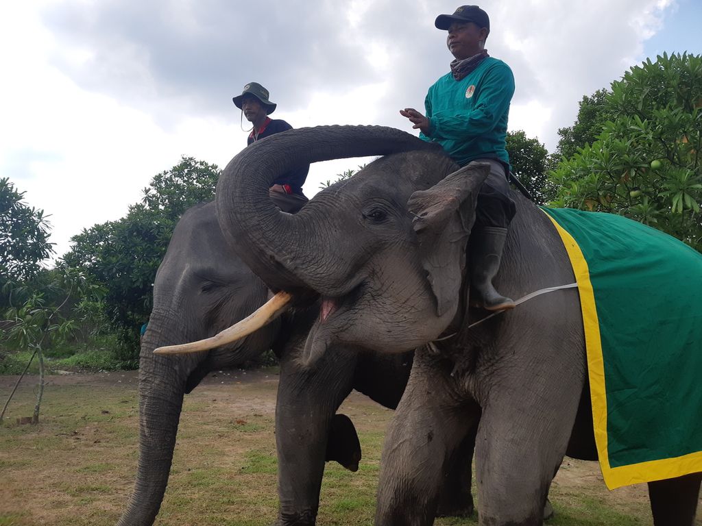 Dua ekor gajah sumatera (<i>Elephas maximus sumatranus</i>) jinak di Suaka Margasatwa Padang Sugihan, Kabupaten Banyuasin, Sabtu (13/5/2022). Kedua gajah ini digunakan untuk menghalau gajah ketika terjadi konflik dengan warga.