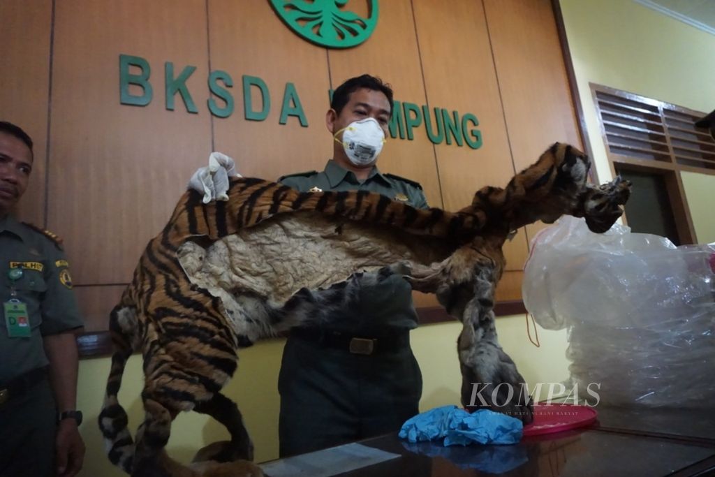 Petugas dari Seksi Konservasi Wilayah III Lampung Balai Konservasi Sumber Daya Alam (BKSDA) Bengkulu menunjukkan kulit harimau hasil perburuan liar, Kamis (28/9/2023), di Bandar Lampung.