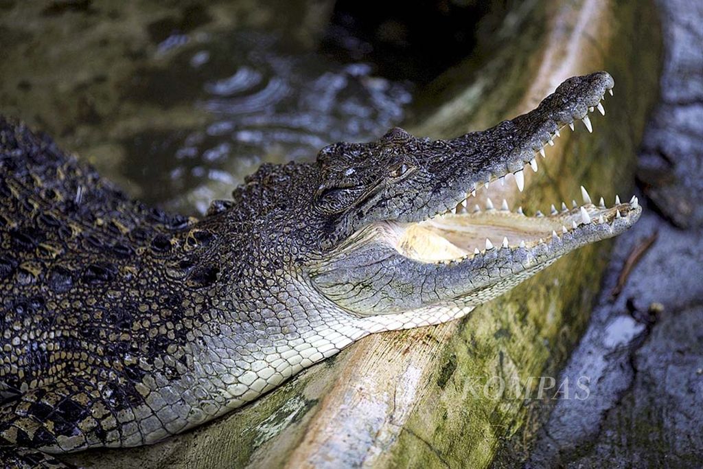 Buaya muara atau buaya bekatak (<i>Crocodylus porosus</i>) 