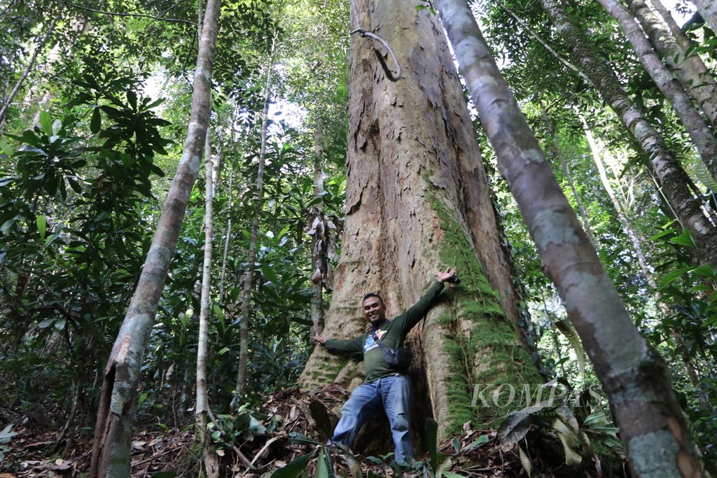 Warga menunjukkan pohon kapur barus (<i>Dryobalanops aromatica</i>) dengan diameter lebih dari 2 meter berusia 200 tahun di sekitar Desa Sibagindar, Kecamatan Pagindar, Kabupaten Pakpak Bharat, Sumatera Utara, Minggu (3/7/2022). 