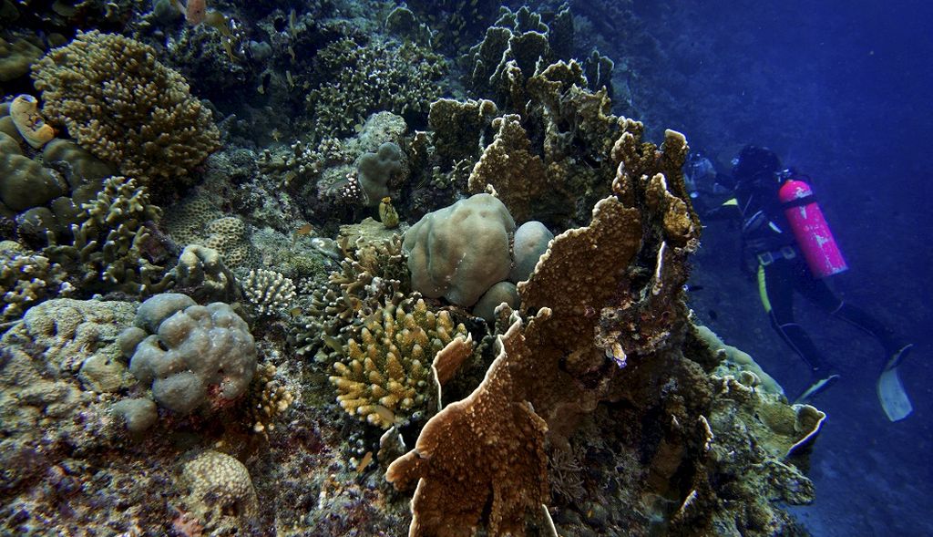 Kondisi terumbu karang di salah satu sudut titik selam Bhayangkari, Desa Barat Lembongan, Kabupaten Kepulauan Selayar, Sulawesi Selatan, Selasa (24/10/2017). Titik selam tersebut memiliki keanekaragaman hayati yang relatif kaya.