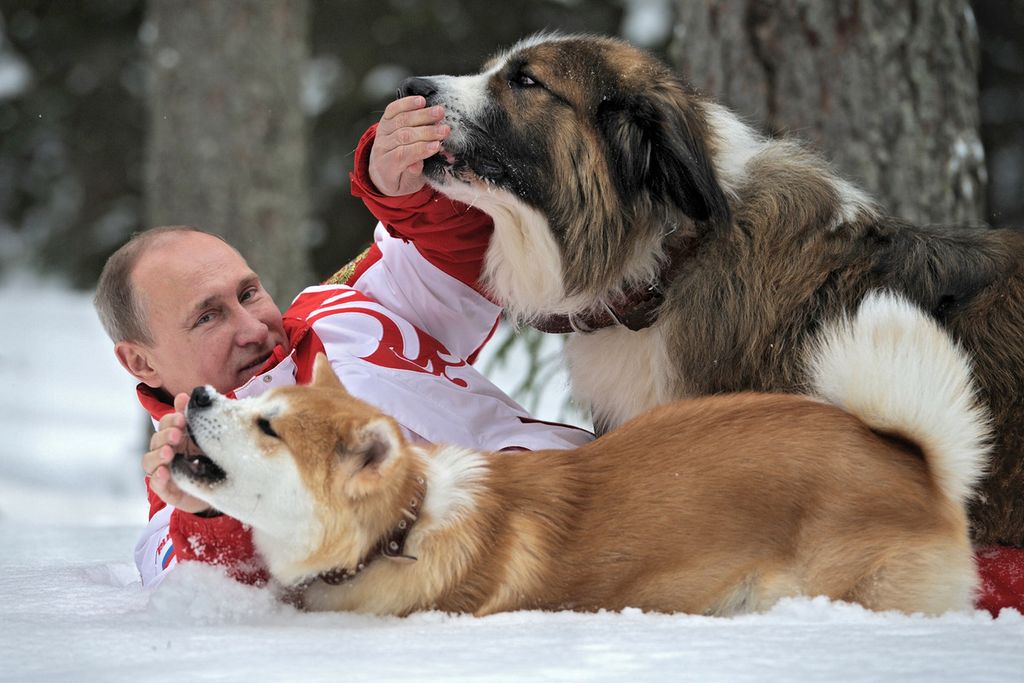 Dalam foto pada 24 Maret 2013, Presiden Rusia Vladimir Putin berpose di depan kamera saat bermain dengan anjingnya, Yume, ras Akito-Inu dan Buffy, anjing ras Gembala Bulgaria, di lokasi yang dirahasiakan di Moskwa, Rusia. 