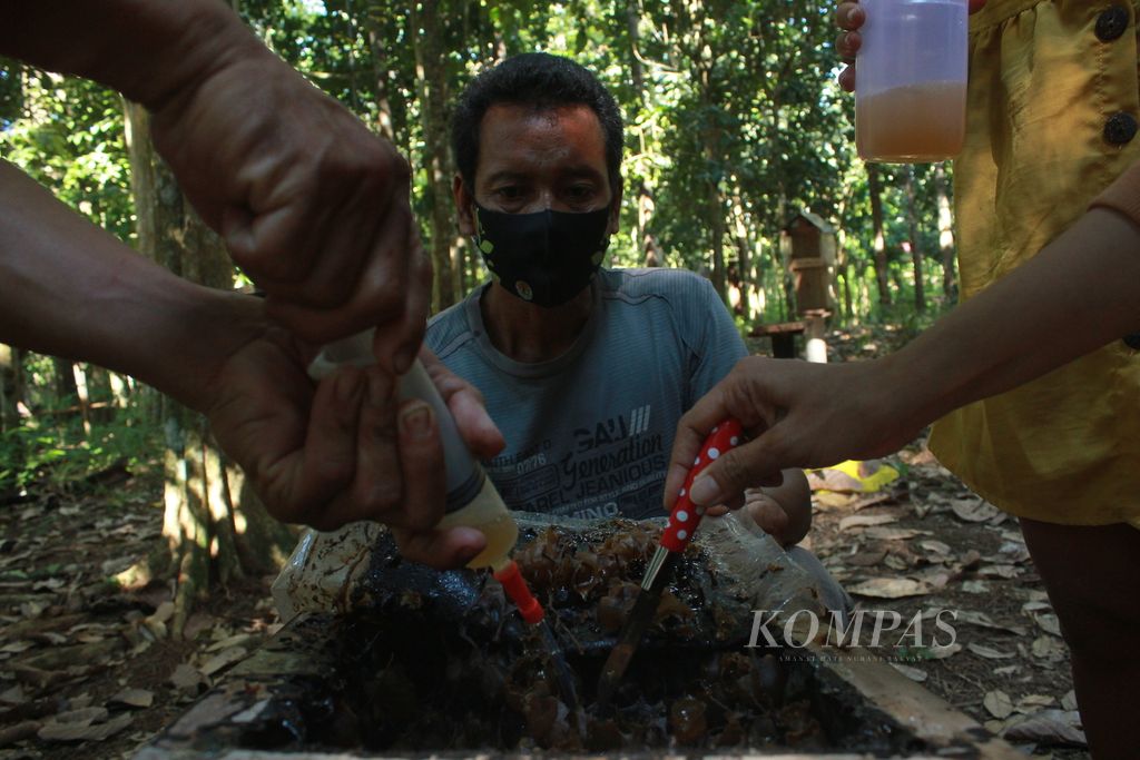 Warga Desa Tambak,Kabupaten Pulang Pisau, Kalteng menghsap madu menggunakan suntikan yang disiasati dengan selang, Sabtu (24/10/2020). Madu kelulut menjadi alternatif mata pencaharian warga setempat yang sebagian besar penambang liar.