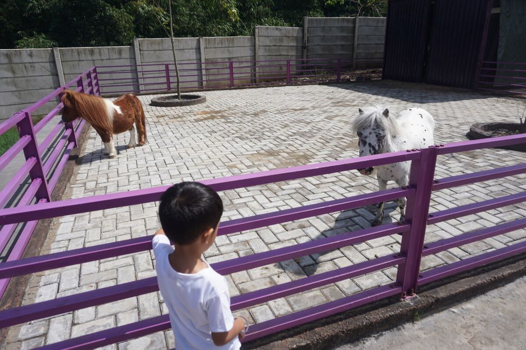 Pengunjung melihat satwa kuda mini di kebun binatang mini D'las Zoo di Wisata Lembah Asri Serang atau D'Las, Purbalingga, Jawa Tengah, Senin (10/7/2023).