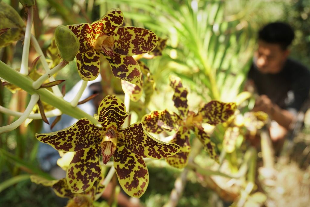 The tiger orchid (<i>Grammatophyllum speciosum</i>) blooms in the Lebung Panjang Sakat Park, Jambi Tulo Village, Maro Sebo, Muaro Jambi Regency, Thursday (11/24/2022).