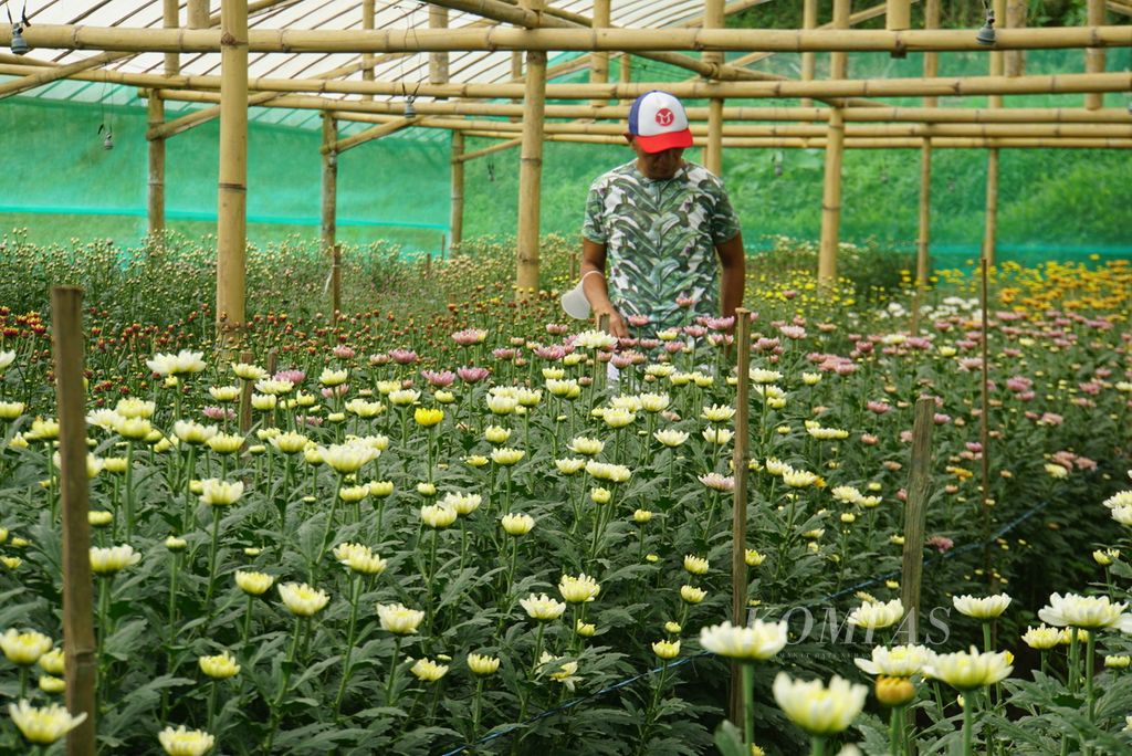 Herry Rumondor (55), petani bunga, meninjau bunga-bunga yang tumbuh di rumah kaca miliknya di bilangan Kakaskasen, Tomohon, Sulawesi Utara, Jumat (7/7/2023). 