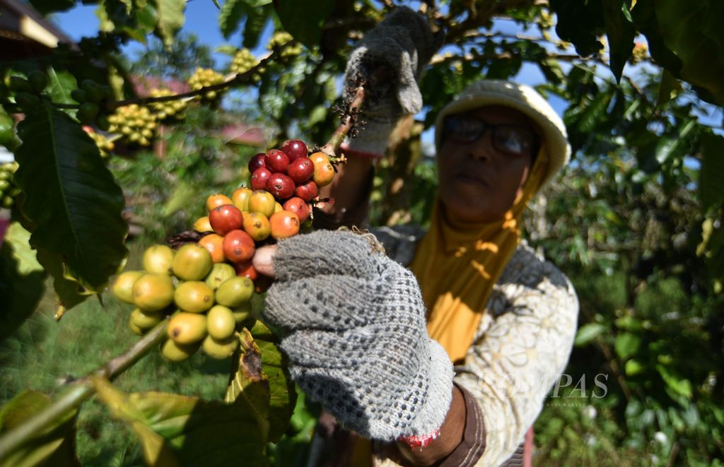 Petani penggarap lahan kopi orang lain, Painah, memetik buah merah dari pohon kopi robusta di kawasan Rimba Candi, Dempo Tengah, Kota Pagaralam, Sumsel, Kamis (4/7/2024).