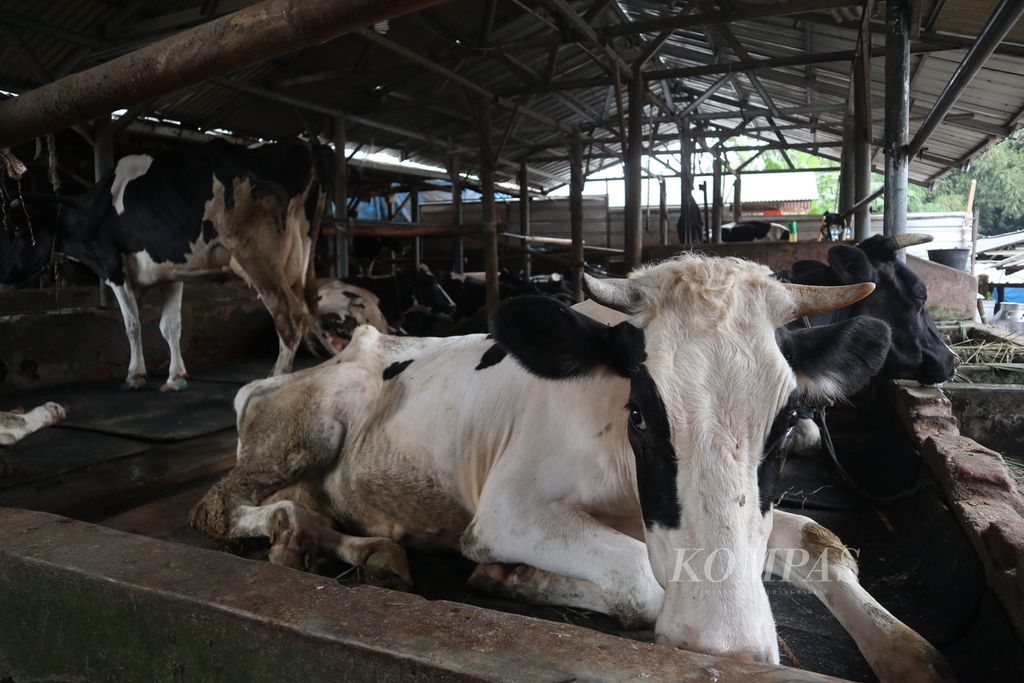 Suasana kandang sapi perah di Kelurahan Cipari, Kecamatan Cigugur, Kabupaten Kuningan, Jawa Barat, Rabu (15/6/2022). Hingga Selasa (14/6/2022), sebanyak 1.667 sapi di Kuningan terpapar PMK. Sebanyak 47 ekor di antaranya mati akibat PMK.