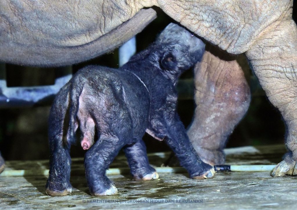 Seekor anak badak berjenis kelamin jantan lahir di Suaka Rhino Sumatera Taman Nasional Way Kambas, Lampung, Sabtu (25/11/2023). 