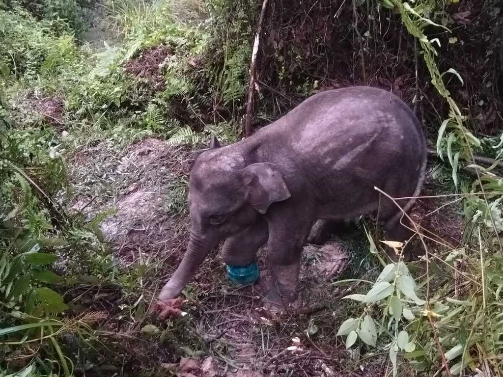 Anak gajah berumur dua tahun terluka di bagian kaki akibat terkena jerat di Kabupaten Pelalawan, Riau, 14 November 2023.