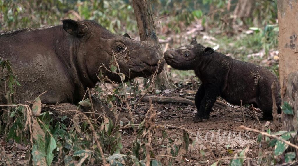Badak sumatera (<i>Dicerorhinus sumatrensis</i>) bernama Ratu bermain dengan anaknya di kandang perawatan khusus di Suaka Rhino Sumatera di kawasan Taman Nasional Way Kambas, Lampung Timur, Sabtu (7/10/2023). 