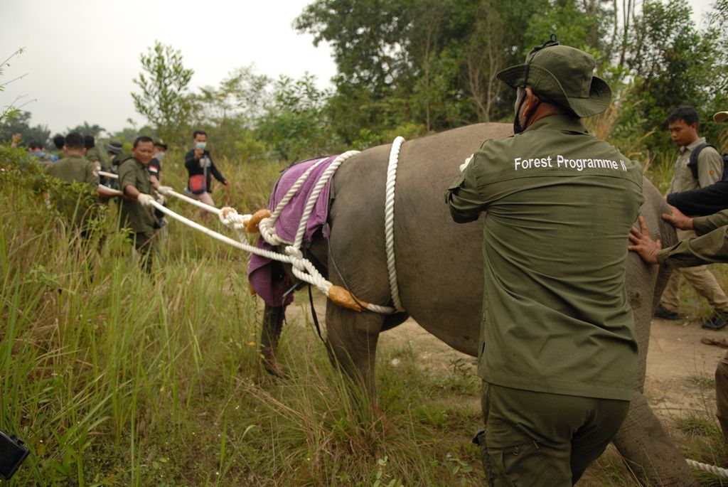 Seekor bayi gajah sumatera (<i>Elephas maximus sumatranus</i>) dibantu tim gabungan konservasi satwa di Jambi untuk bertemu keluarga besarnya menembus belantara di ekosistem Bukit Tigapuluh, Kamis (26/8/2021). 