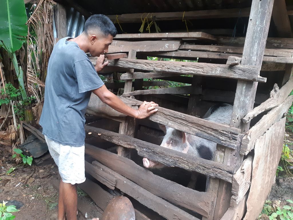 Kondisi kandang babi milik Rino, peternak di Kelurahan Bello, Kota Kupang, Nusa Tenggara Timur, pada Rabu (8/2/2023). 