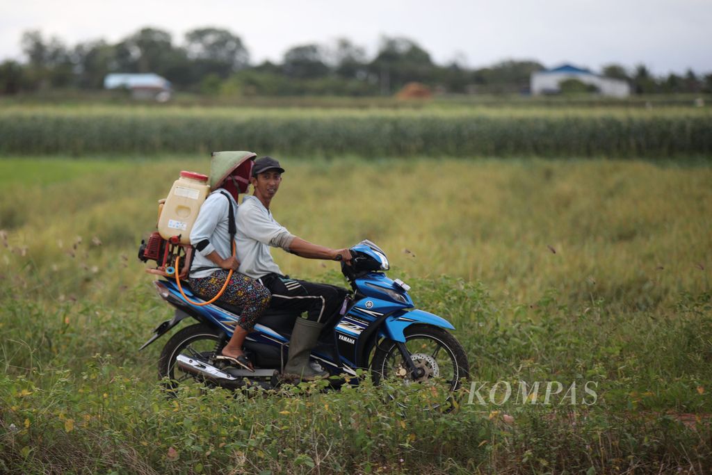 Petani pulang dari menggarap sawah di Kampung Semangga Jaya, Distrik (setingkat kecamatan) Semangga, Kabupaten Merauke, Papua Selatan, 22 Juli 2024. Semangga dan Tanah Miring merupakan salah satu daerah pertanian utama di Merauke. 