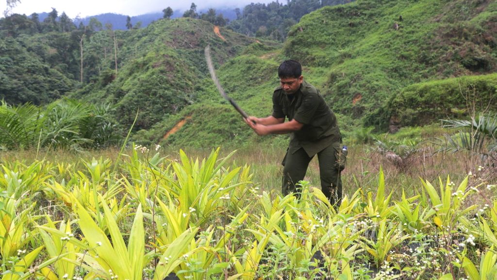 Polisi hutan menebang pohon kelapa sawit yang ditanam di kawasan hutan dengan latar hutan lindung yang gundul di Desa Kaloy, Tamiang Hulu, Aceh Tamiang, Aceh, Selasa (28/2). 