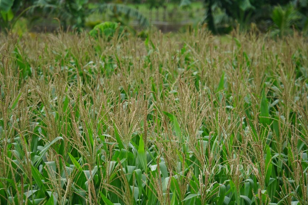 Corn plants starting to grow taller can be seen on the side of the Outer Ring Road of Gorontalo, Gorontalo Regency, Gorontalo Province on Thursday (30/11/2023). Approximately 400,000 hectares or a third of the land in Gorontalo Province is planted with hybrid corn.
