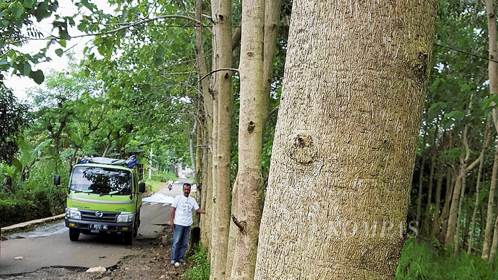 Warga di sejumlah desa di perbukitan tinggi daerah aliran Sungai Cimanuk, Kecamatan Cibugel, Kabupaten Sumedang, Jawa Barat, menanam pohon keras, terutama jati putih. Daerah sabuk hijau Waduk Jatigede menjadi hijau dan penuh hutan jati putih.