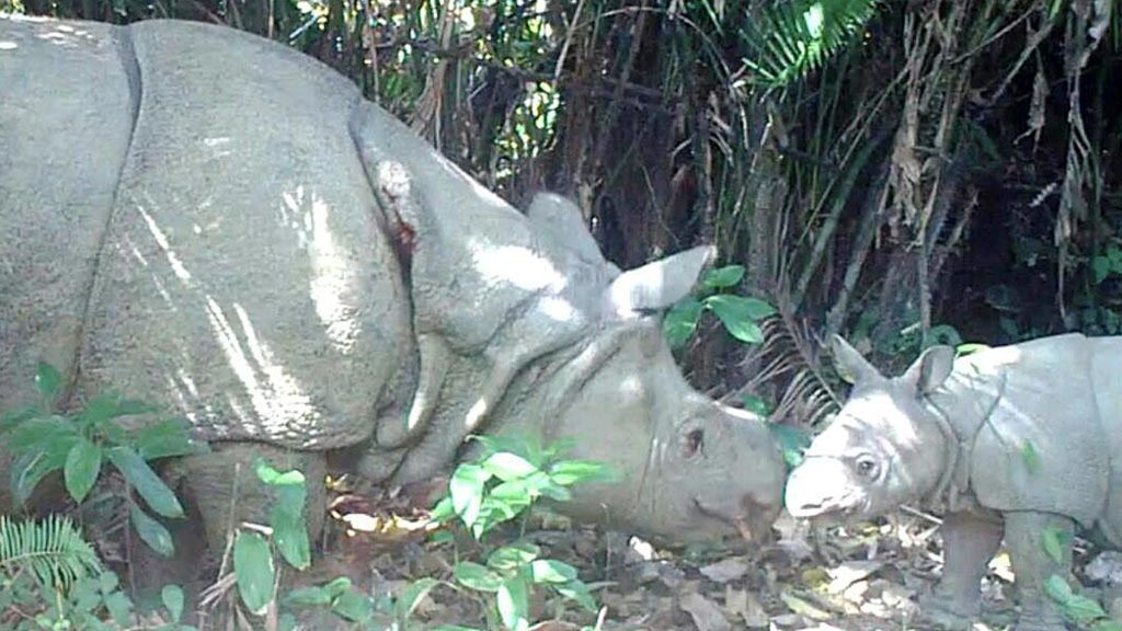 Balai Taman Nasional Ujung Kulon memublikasikan foto induk dan anak badak jawa (<i>Rhinoceros sondaicus</i>). Dalam kurun waktu Maret-Agustus 2015 terpantau dan terekam tiga kelahiran badak jawa di Ujung Kulon. 