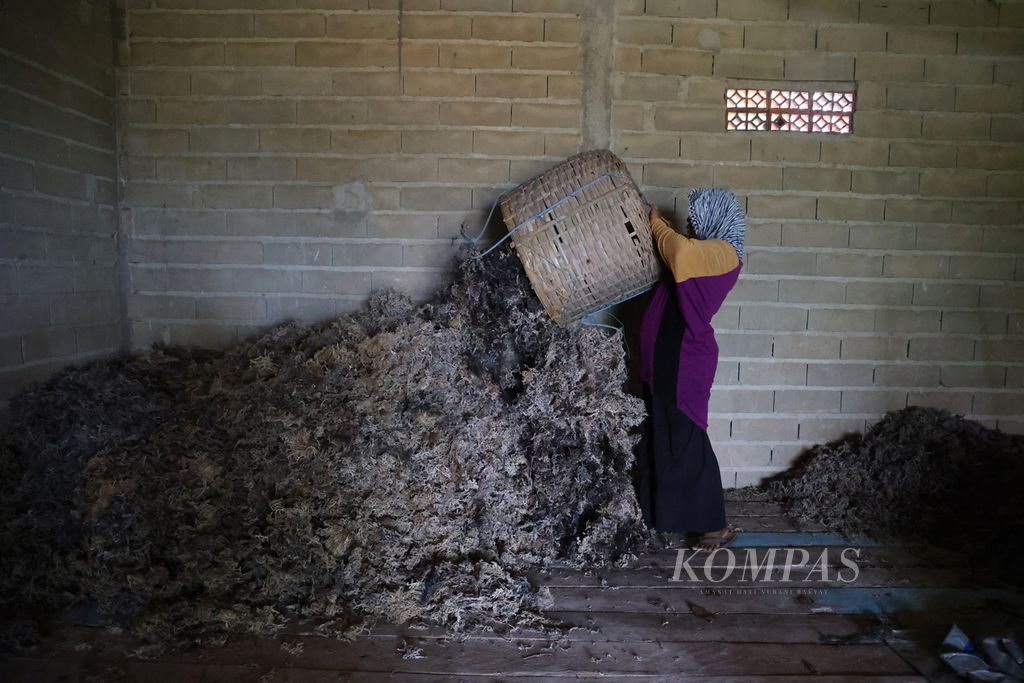 Perempuan pekerja menyimpan rumput laut yang telah dijemur di Dusun Mrican, Desa Kemujan, Karimunjawa, Jepara, Jawa Tengah, Kamis (18/4/2024). UN Women menyebut 10 persen perempuan pekerja di dunia mendapat upah kurang dari Rp 35.000 per hari. 