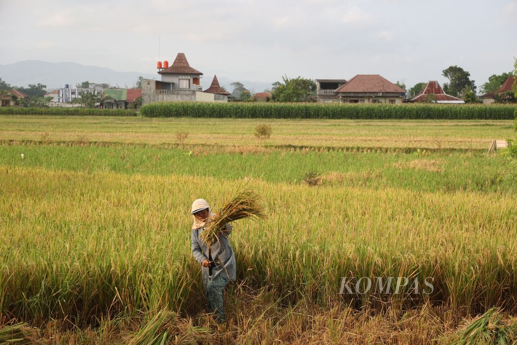 Buruh tani memanen padi di lahan sawah yang semakin banyak ditempati bangunan hunian di Desa Bokoharjo, Kabupaten Sleman, DIY, Kamis (29/9/2022).
