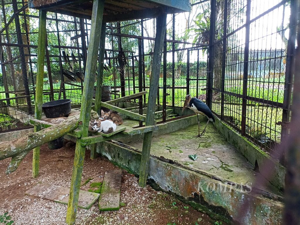 Kandang burung bangau tong tong tampak rusak dan kotor dengan tiga ekor anak kucing berada di dalamnya, di Kebun Binatang Medan, Sumatera Utara, Senin (8/1/2023). Dua harimau sumatera dan satu harimau benggala mati dalam dua bulan terakhir akibar krisis keuangan yang melanda lembaga konservasi itu. 