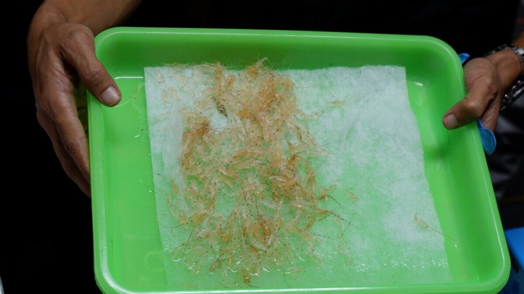Lobster seeds were displayed during the disclosure of the failure of smuggling 24,650 lobster seeds at the Central Java and DI Yogyakarta Customs and Excise General Directorate office in Semarang City on Friday (6/3/2020). The lobster seeds from Pasuruan Regency, East Java, worth Rp 2.3 billion were intended to be smuggled to Singapore.