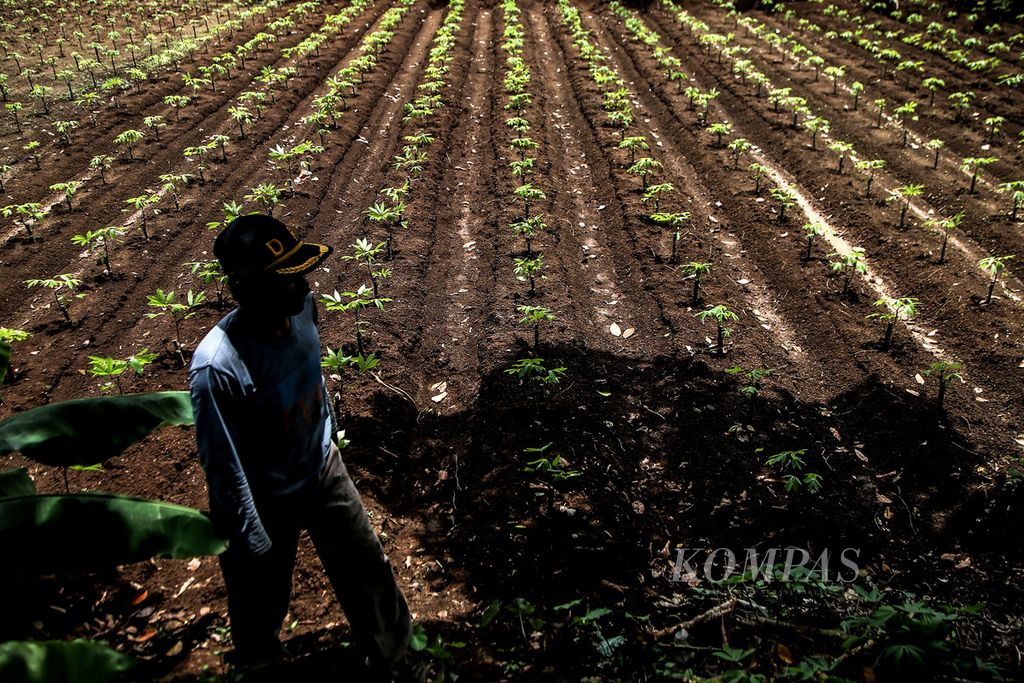 Mukhlis (50) beristirahat usai membersihkan gulma di sekitar tanaman singkong berumur satu bulan miliknya di Neglasari, Bogor, Jawa Barat, Minggu (1/11/2020). Mukhlis dan rata-rata petani di kawasan ini adalah petani penggarap yang tidak memiliki lahan sendiri. 