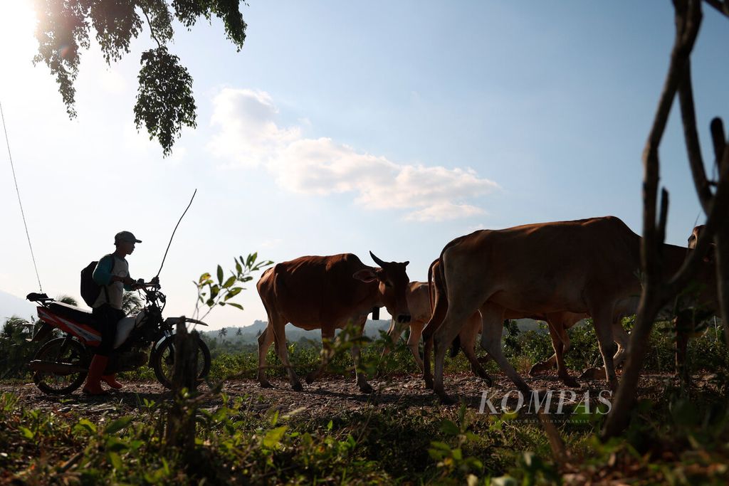 Peternak mengarahkan ternak sapi menggunakan sepeda motornya menuju kandang setelah digembalakan di Dusun Maribaya, Desa Kalinusu, Kecamatan Bumiayu, Kabupaten Brebes, Jawa Tengah, Rabu (31/5/2023).