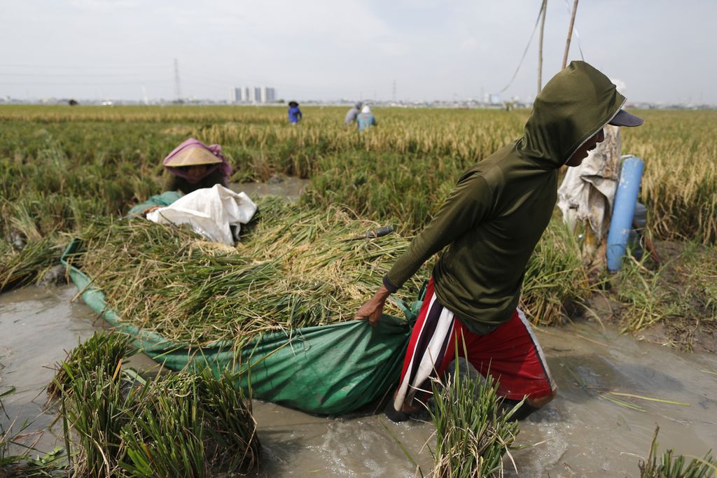 Buruh tani memanen padi di lahan sawah yang terendam banjir di kawasan Rorotan, Jakarta Utara, Rabu (4/1/2023). Agar tidak terendam air, padi yang telah dipotong diletakkan di dalam terpal yang dibentuk menyerupai perahu.