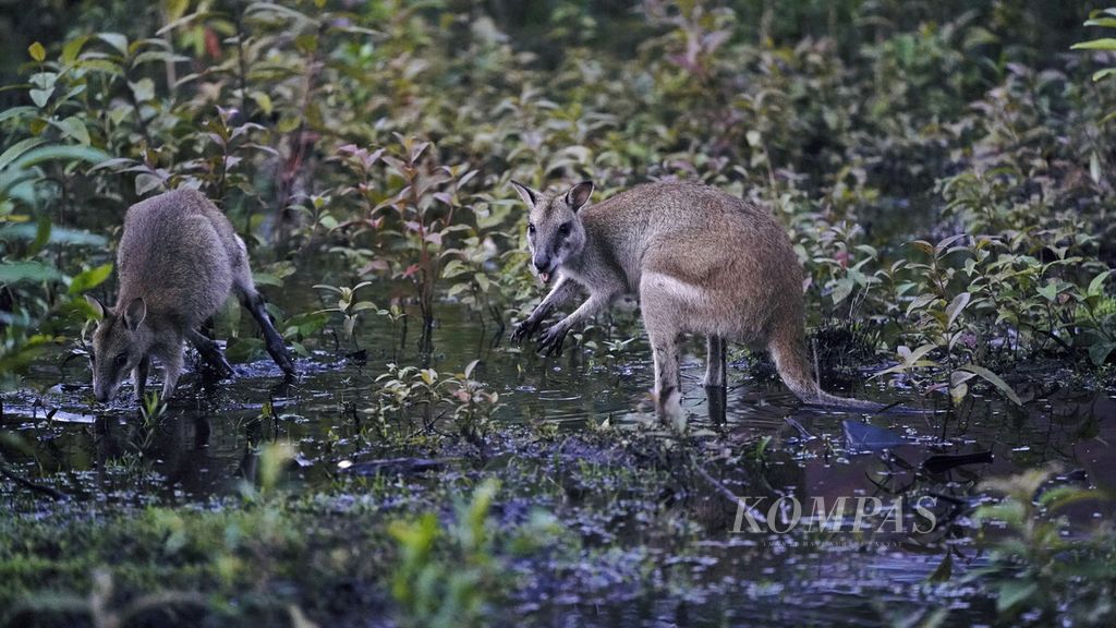 Kanguru di Bomisai, Taman Nasional Wasur, Merauke, Papua, Kamis (12/3/2020). Mamalia besar asli yang terdapat di kawasan TN Wasur adalah tiga marsupial, yaitu kanguru lincah (<i>Macropus agilis</i>), kanguru hutan/biasa (<i>Darcopsis veterum</i>), dan kanguru bus (<i>Thylogale brunii</i>).