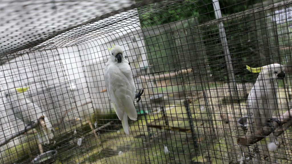 Kakatua jambul kuning (<i>Cacatua sulphurea</i>) di kandang setelah diselamatkan dari penyelundupan.